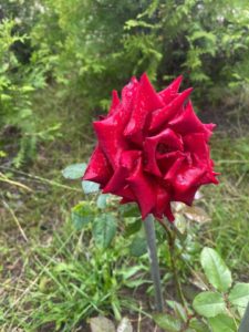 Школа Пансион "Лужки"